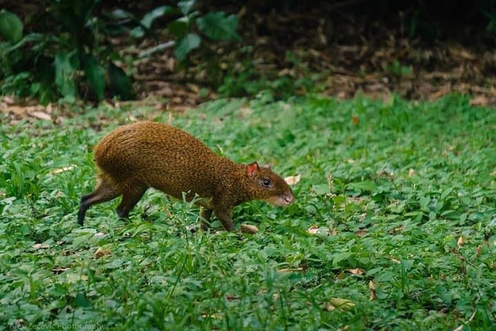 Atitlán Hiking & Birding: Los Tarrales Day Tour from Antigua photo 4