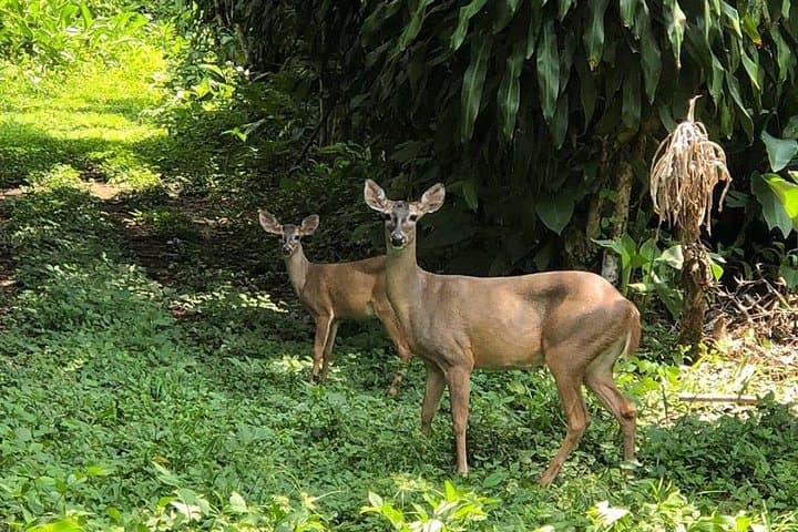 Atitlán Hiking & Birding: Los Tarrales Day Tour from Antigua