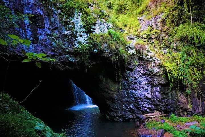Private Gondwana Rainforest & Waterfalls Tour from Gold Coast photo 5
