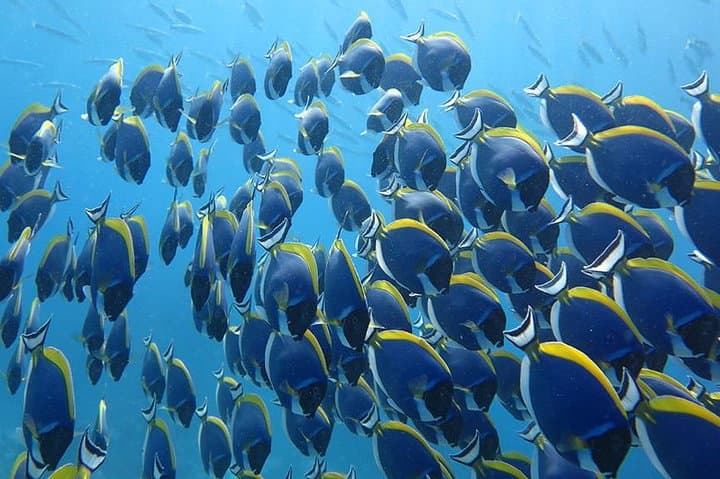 Khao Lak to Similan Islands Snorkeling: Speedboat Day Trip to Pristine Reefs photo 4