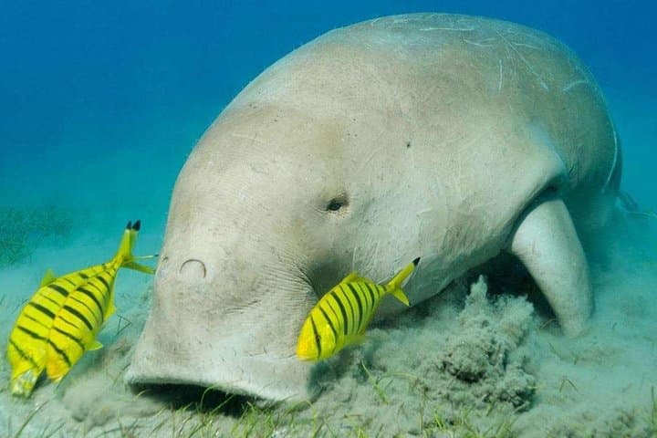 Snorkel with Dugongs at Abu Dabbab: Marsa Alam Day Trip