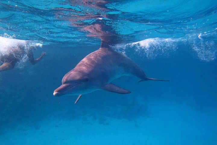 Snorkel with Dugongs at Abu Dabbab: Marsa Alam Day Trip photo 2