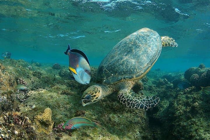 Snorkel with Dugongs at Abu Dabbab: Marsa Alam Day Trip photo 4