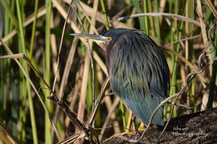 Paddling the Everglades: Guided Kayak Safari Through Mangrove Tunnels photo 5