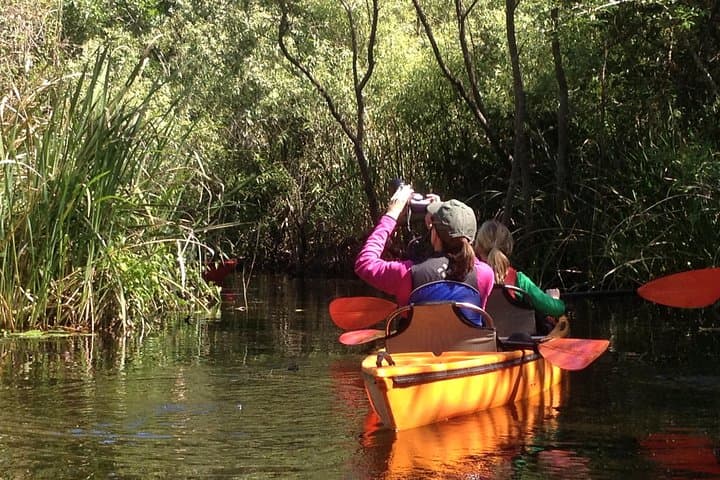 Paddling the Everglades: Guided Kayak Safari Through Mangrove Tunnels photo 4