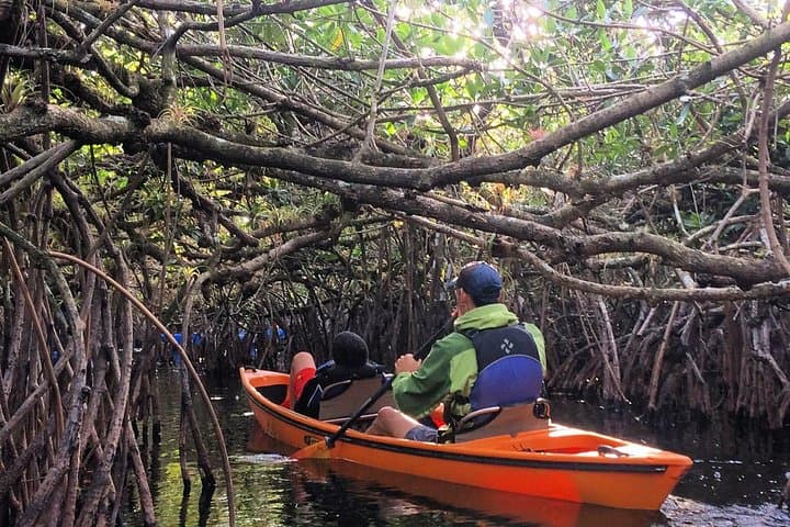 Paddling the Everglades: Guided Kayak Safari Through Mangrove Tunnels