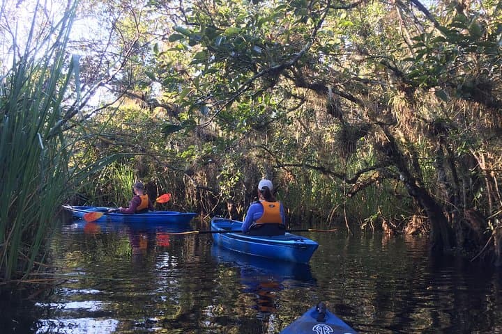 Paddling the Everglades: Guided Kayak Safari Through Mangrove Tunnels photo 6