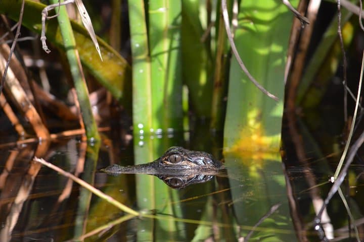 Paddling the Everglades: Guided Kayak Safari Through Mangrove Tunnels photo 3