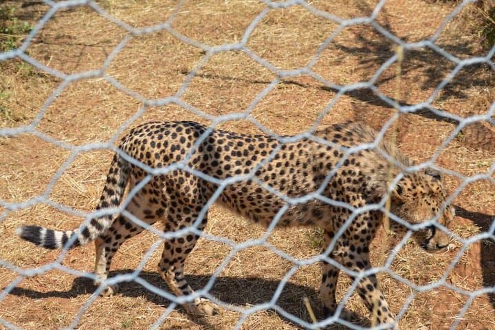 Menagesha Suba Forest Day Trip from Addis Ababa — Hiking, Birding & Endemic Wildlife photo 2