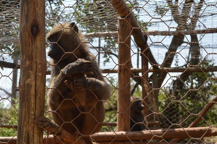 Menagesha Suba Forest Day Trip from Addis Ababa — Hiking, Birding & Endemic Wildlife photo 3