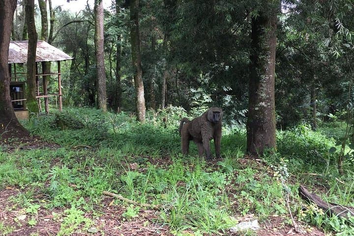 Menagesha Suba Forest Day Trip from Addis Ababa — Hiking, Birding & Endemic Wildlife photo 4