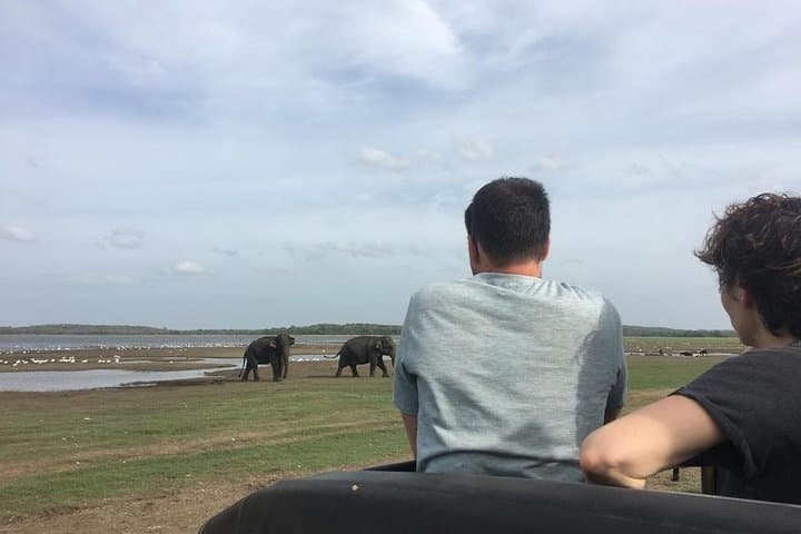 Private Jeep Safari at Minneriya National Park: See Sri Lanka's Giant Elephant Herds photo 2