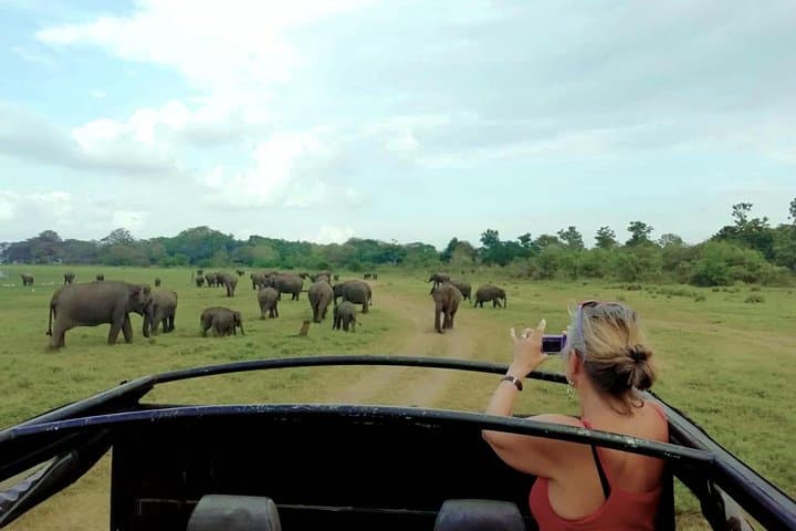 Udawalawe Private Elephant Safari with Picnic and Hotel Pickup