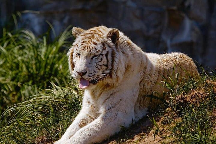 Temaikèn Biopark Day Tour from Buenos Aires — Wildlife, Gardens & Transfer photo 3