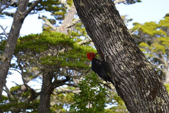 Explore Tierra del Fuego National Park: Shore Excursion from Ushuaia photo 2