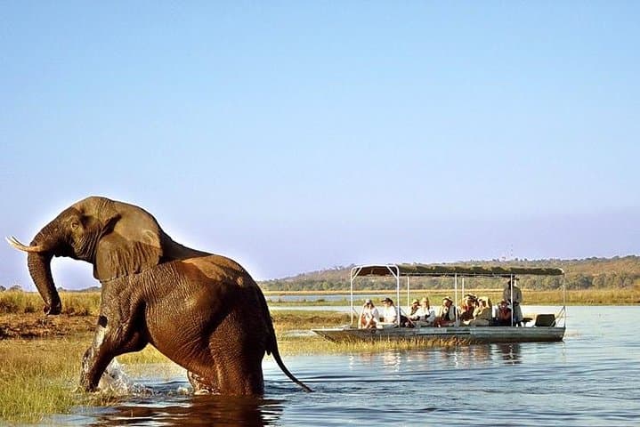Upper Zambezi River Safari — Livingstone Wildlife Cruise & Rapids Excursion photo 3