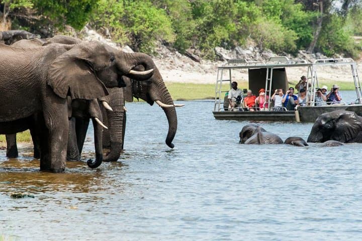 Upper Zambezi River Safari — Livingstone Wildlife Cruise & Rapids Excursion photo 6