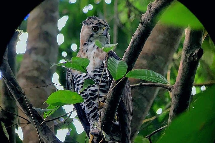 Private Sirena Station Day Tour from Drake Bay — Corcovado National Park Wildlife Hike photo 3