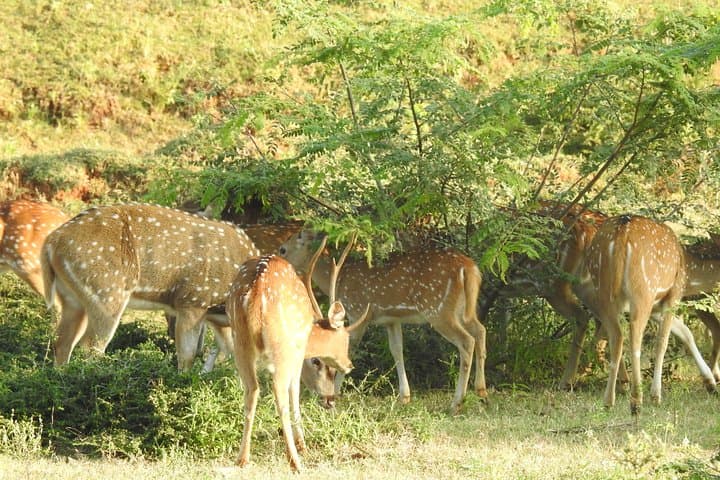 Udawalawe One-Day Safari from Galle: Elephant Encounters & Birding photo 5