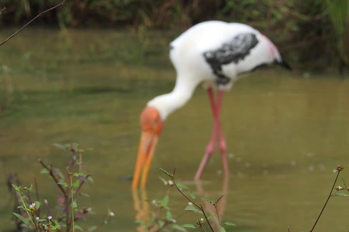 Udawalawe One-Day Safari from Galle: Elephant Encounters & Birding photo 6