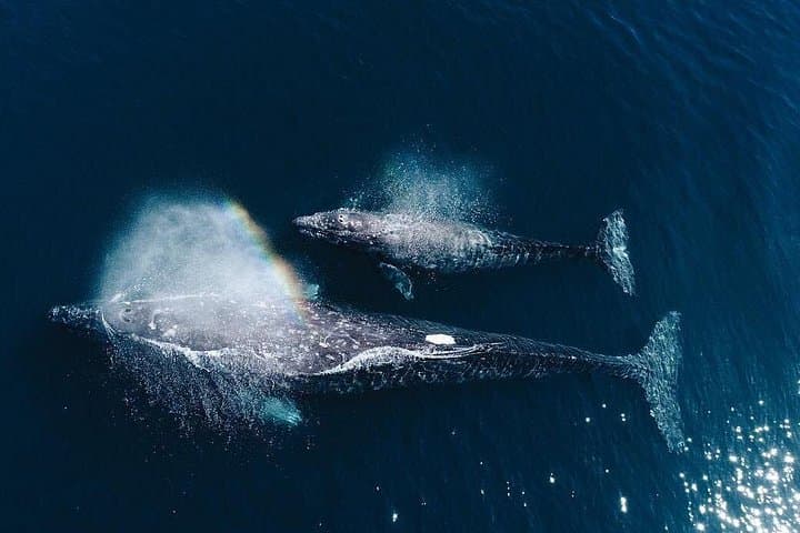 Mirissa Whale Watching: Blue Whales, Dolphins & Ocean Safaris off Sri Lanka photo 3