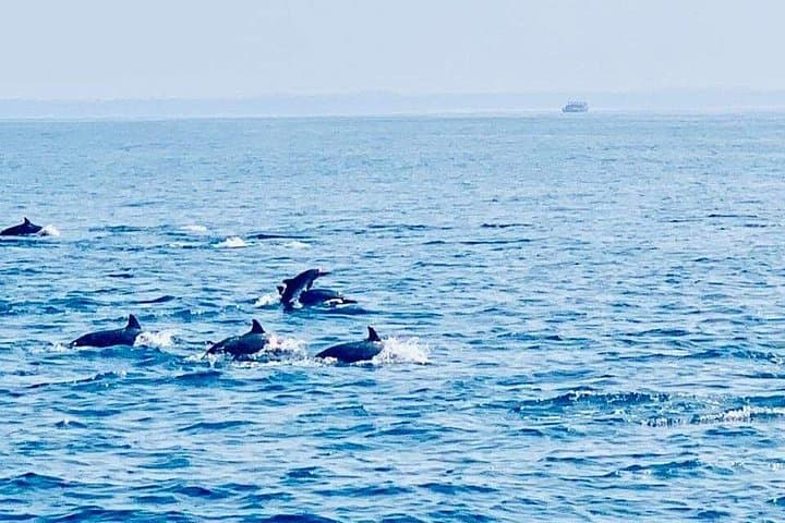 Mirissa Whale Watching: Blue Whales, Dolphins & Ocean Safaris off Sri Lanka photo 4
