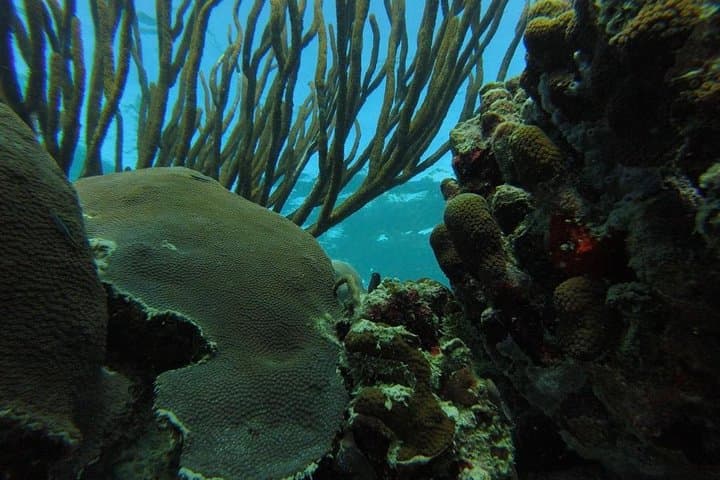 Private Full-Day Englishman's Bay Snorkeling Adventure in Tobago photo 3