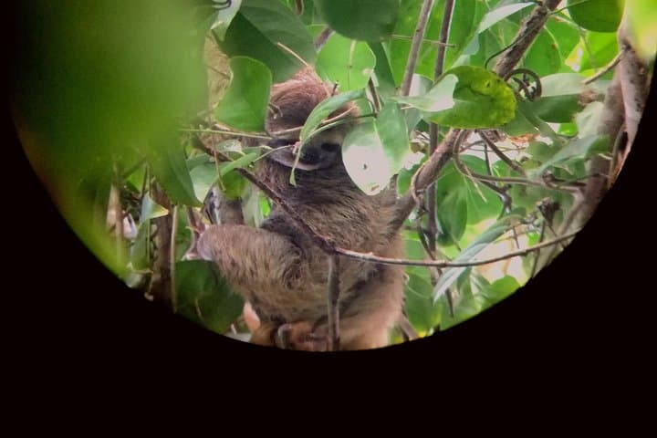 Private Sirena Station Day Tour from Drake Bay — Corcovado National Park Wildlife Hike photo 6