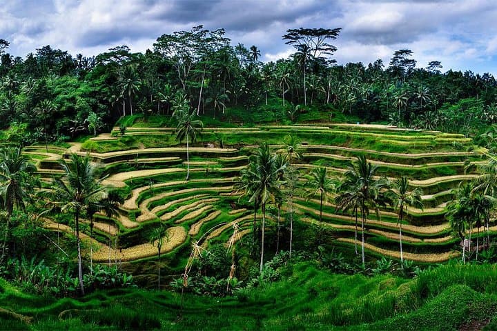 Ubud Customized Full-Day Private Tour: Temples, Rice Terraces & Monkey Forest