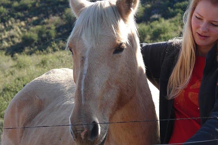 Equine Coaching in the Dominican Republic: Non-Riding Horse-Assisted Personal Development