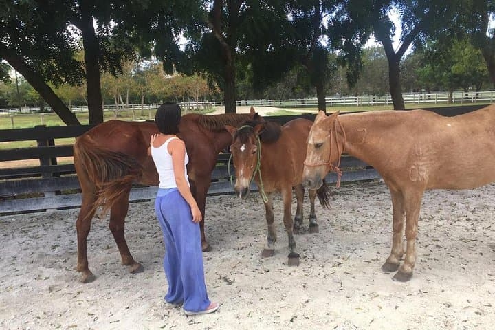 Equine Coaching in the Dominican Republic: Non-Riding Horse-Assisted Personal Development photo 4