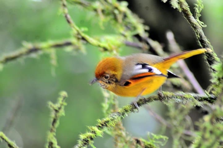 Doi Inthanon Summit: Half-Day Hiking & Birdwatching Tour from Chiang Mai photo 2