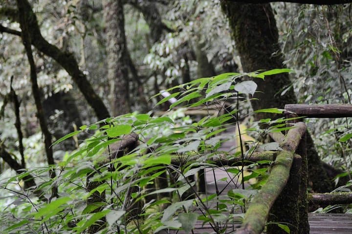 Doi Inthanon Summit: Half-Day Hiking & Birdwatching Tour from Chiang Mai photo 3