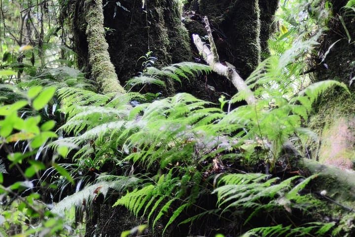 Doi Inthanon Summit: Half-Day Hiking & Birdwatching Tour from Chiang Mai photo 4