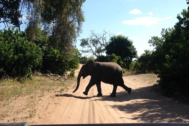 Chobe Full Day Safari and River Cruise: Game Drives, Elephants & Riverlife photo 4