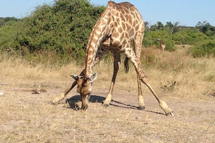 Chobe Full Day Safari and River Cruise: Game Drives, Elephants & Riverlife photo 5
