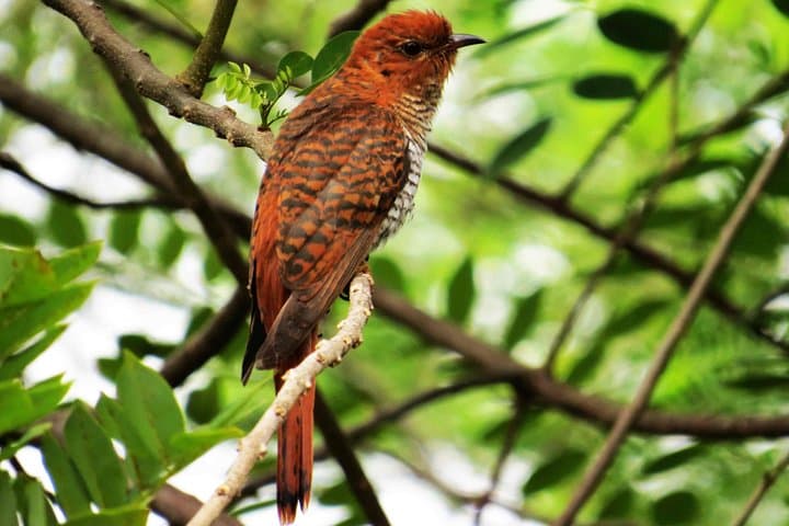 Udawatte Kele Birding and Forest Walk from Negombo photo 4