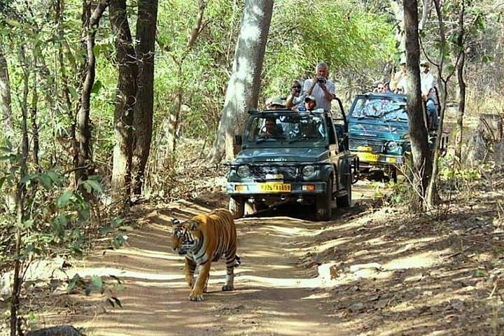 Golden Triangle and Ranthambore: 7-Day Delhi–Agra–Jaipur Safari with Tiger Jeep Safaris photo 1