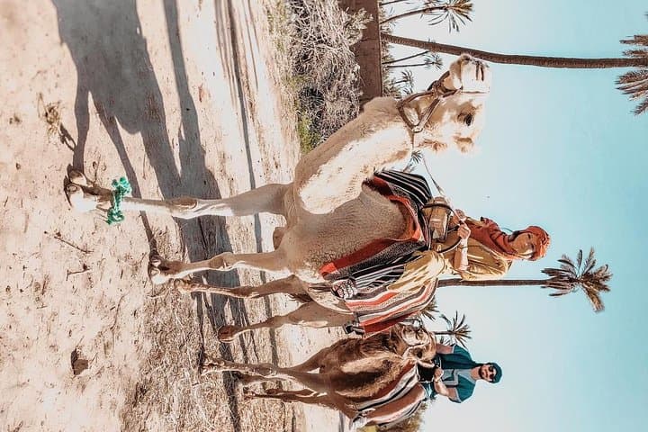 Sunset Camel Ride in Marrakech Palmeraie — 1-Hour Palm Grove Experience photo 2