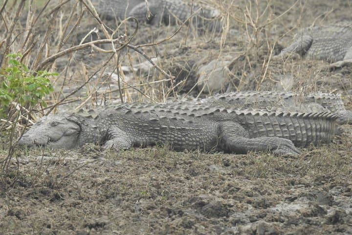 Two-Day Yala National Park Safari: Leopards, Elephants & Tissa Lake photo 4