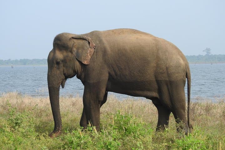 Two-Day Yala National Park Safari: Leopards, Elephants & Tissa Lake photo 3