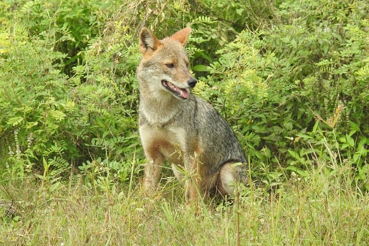 Two-Day Yala National Park Safari: Leopards, Elephants & Tissa Lake photo 5