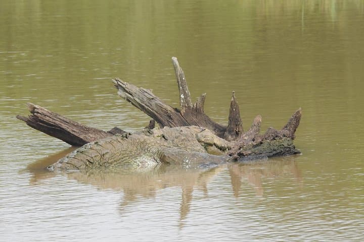 Two-Day Yala National Park Safari: Leopards, Elephants & Tissa Lake photo 6