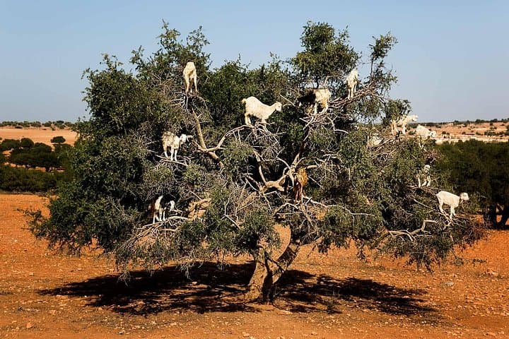 Essaouira Day Trip From Marrakech: Coastal Medina, Argan Cooperatives & Port Lunch photo 3