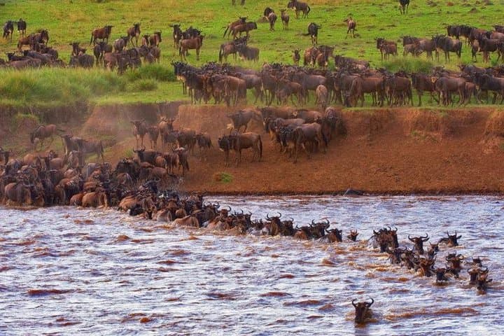 Masai Mara 8-Day Wildebeest Migration Safari: When to Go and What to Expect photo 1