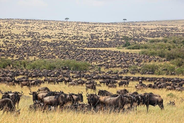 13-Day Masai Mara & Serengeti Safari — Big Five, Migration & Ngorongoro Crater photo 6