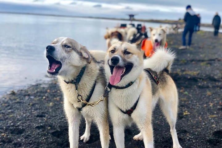 Husky Sledding near Reykjavik: Small-Group Arctic Dog Sled & Kart Experience photo 5