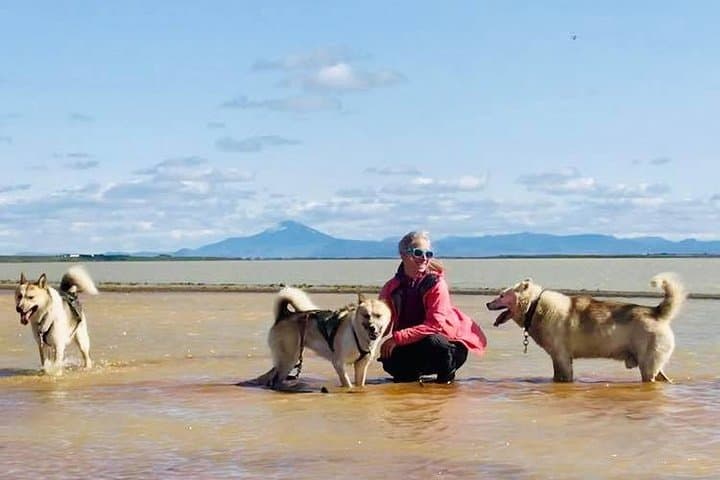 Husky Sledding near Reykjavik: Small-Group Arctic Dog Sled & Kart Experience photo 6