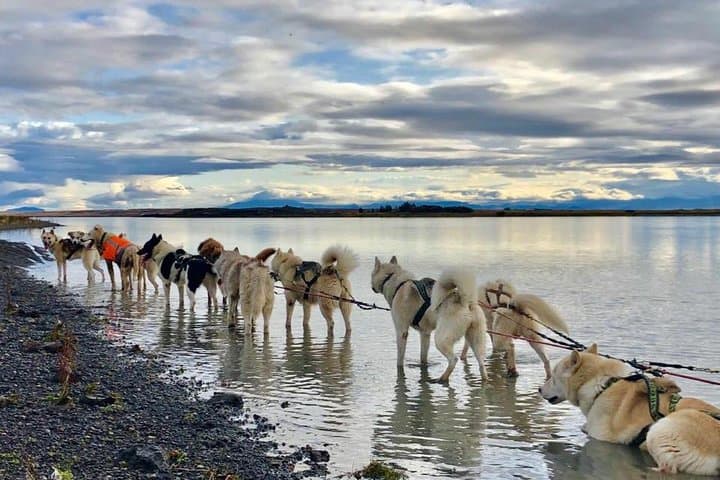 Husky Sledding near Reykjavik: Small-Group Arctic Dog Sled & Kart Experience photo 4