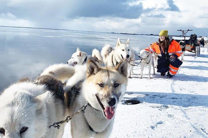 Husky Sledding near Reykjavik: Small-Group Arctic Dog Sled & Kart Experience